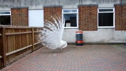 VID-20150223-WA0005.mp4