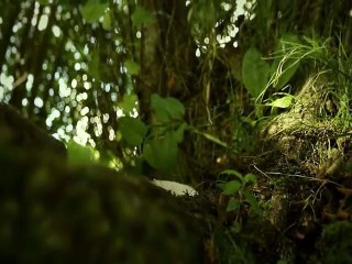 Minuscule  La Vie privée des insectes saison 2 E13 Le Monstre Du Marais Hante