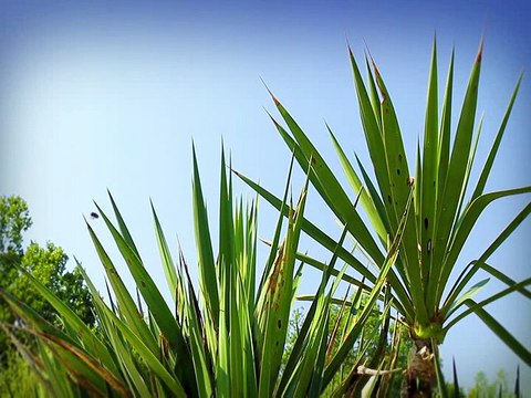 Minuscule La Vie privée des insectes saison 2 E06 Araignee Des Abysses