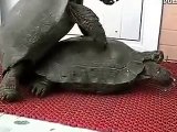 Turtles reproducing  animal mating