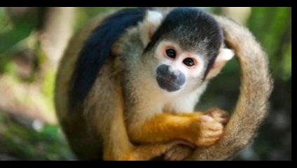 Top 10 Most Expensive Pets In The World.