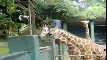 Animal attack Giraffe park in Sri Lanka Top ten10@animal