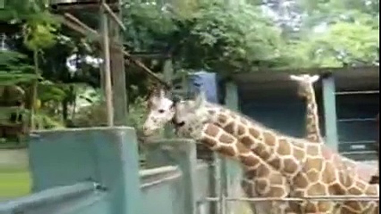 Animal attack Giraffe park in Sri Lanka Top ten10@animal