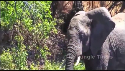 Crocodile Attacked Elephant's trunk Very Special Video