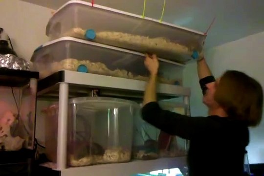 My pet room! Exotic Small Pets - Reptiles - Turtles - Snakes - Fish - Rodents MORE!