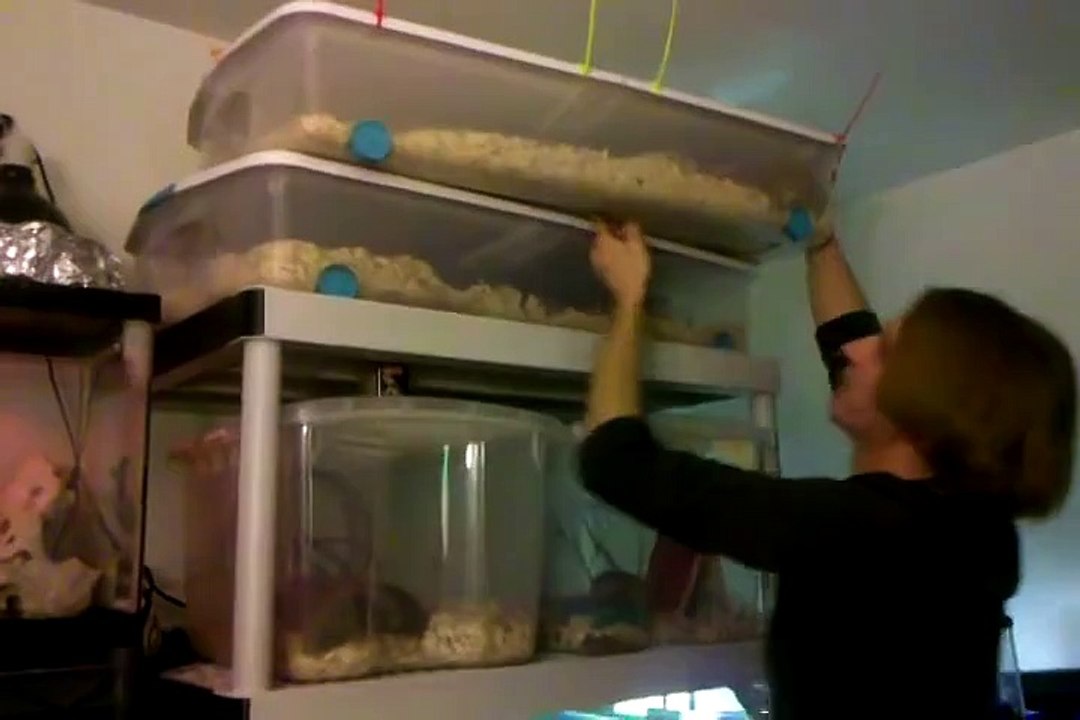 My pet room! Exotic Small Pets - Reptiles - Turtles - Snakes - Fish - Rodents MORE!