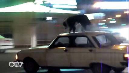 Awesome Pets Compilation