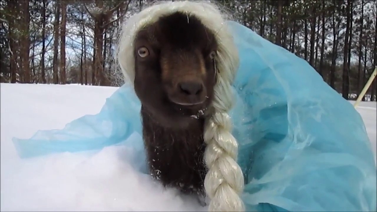 Goat Elsa Frozen - Let It Goat