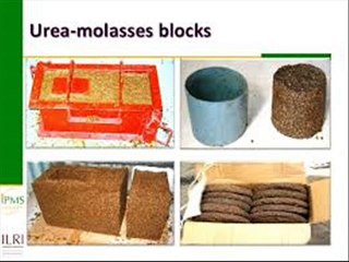 Urea Molasses Blocks ki ahmiyat by Dr.Ashraf Sahibzada