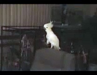 Backstreet Boys Fan Club 🎶