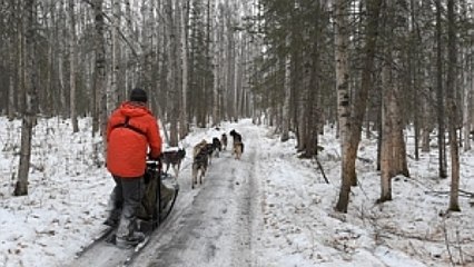 A veteran finds healing on a dog sled