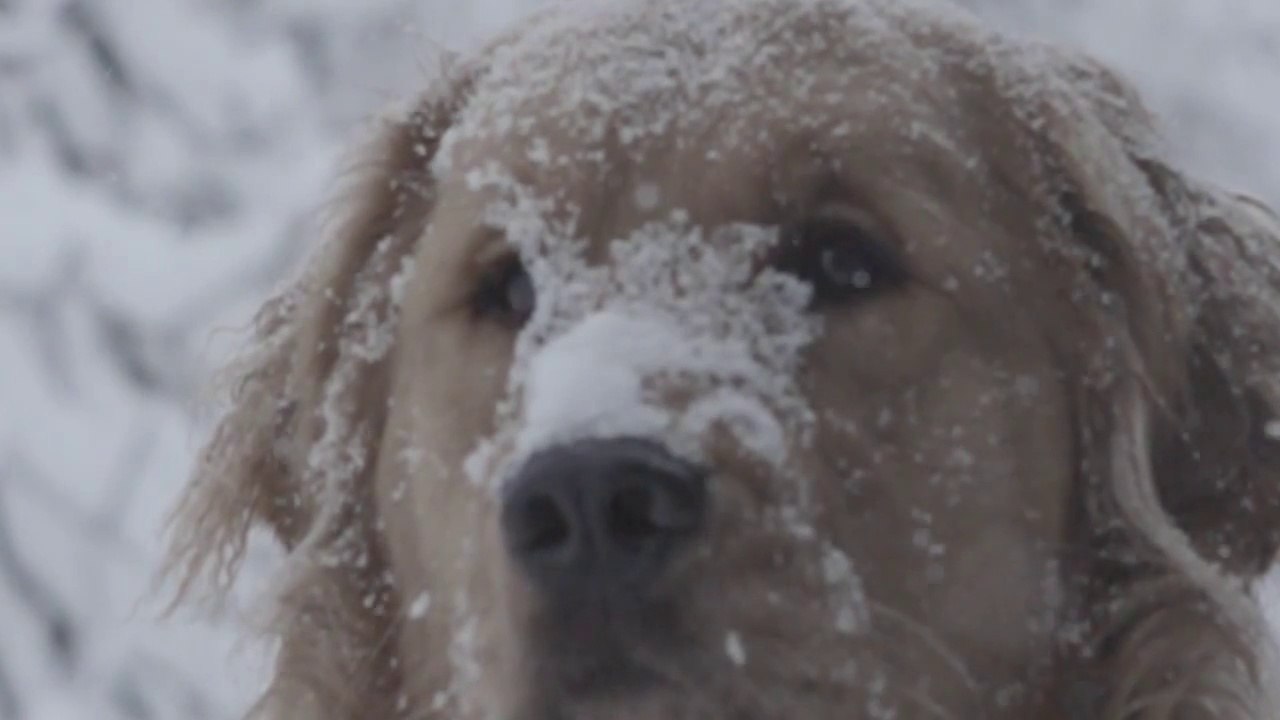 Un Golden Retriever joue dans la neige en SLOW MOTION et c'est BEAU!!!!