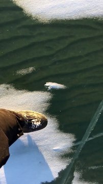 Glace complètement limpide et transparente sur le lac Huron : lac gelé magique