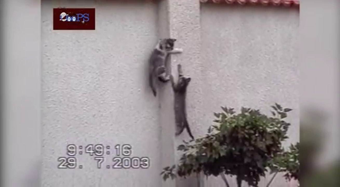 Funny Animal Fail Compilation May 2014