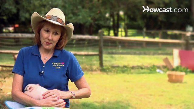 How to Take Care of a Teacup Pig Small Pets