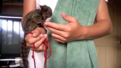 Pet Monkey Care  Do Monkeys make good pets