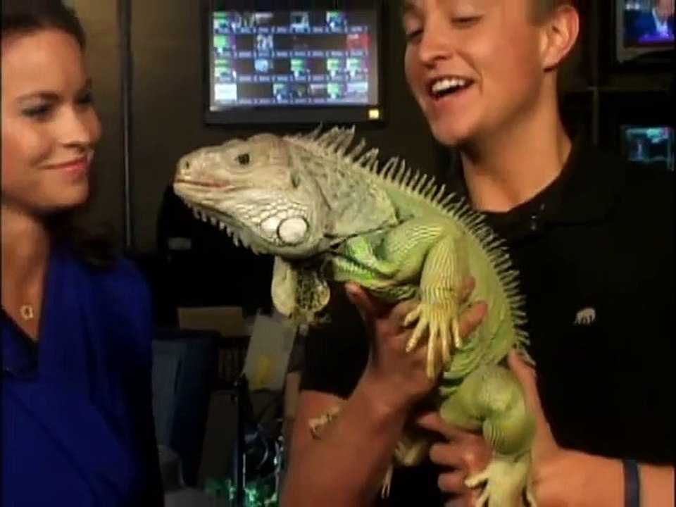 Reptiles That Don t Make Good Pets