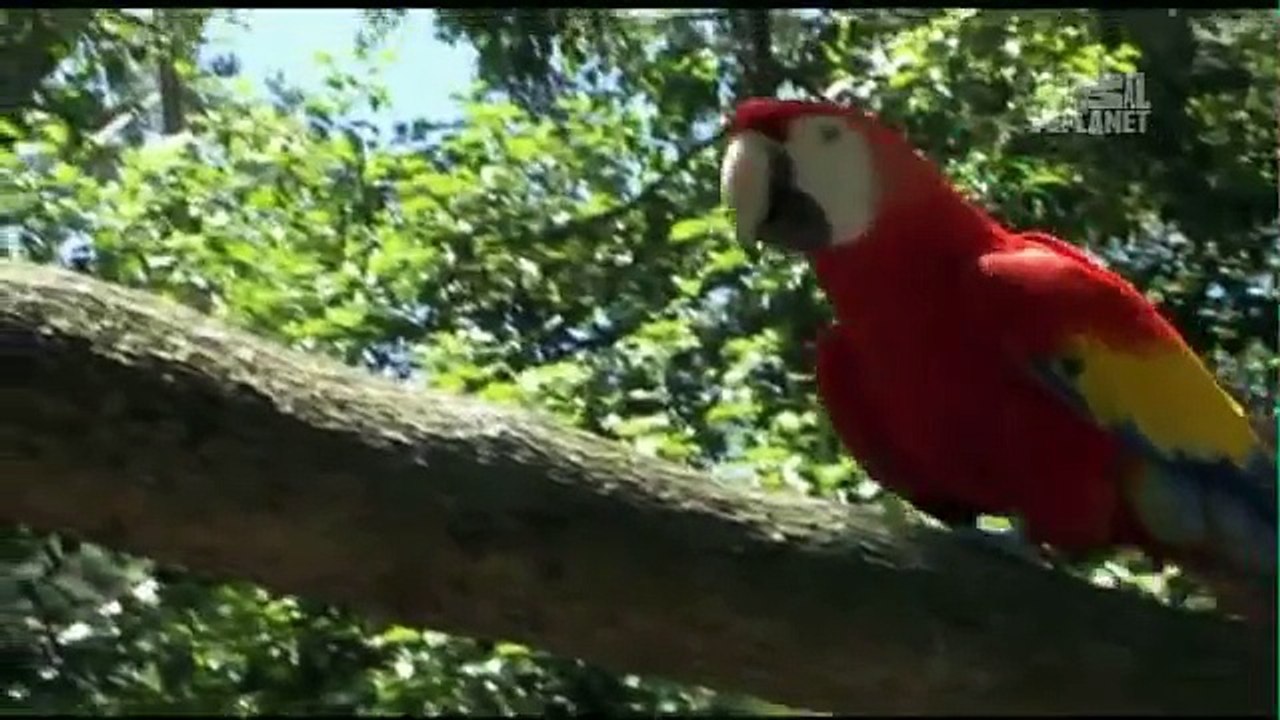 Pets 101- Parrots