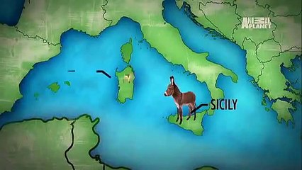 Pets 101- Mini Donkeys