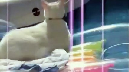 【おもしろ】 世界のおばかペット集 【かわいすぎ】 funny pets video