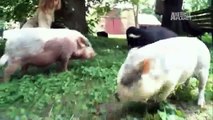 Pets 101- Pet Pigs