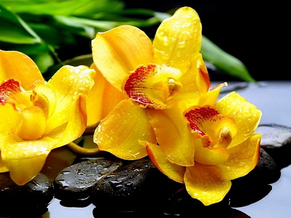 Gnossienne N°1 - Erik Satie