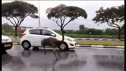 The Real Roadrunner Beep Beep!