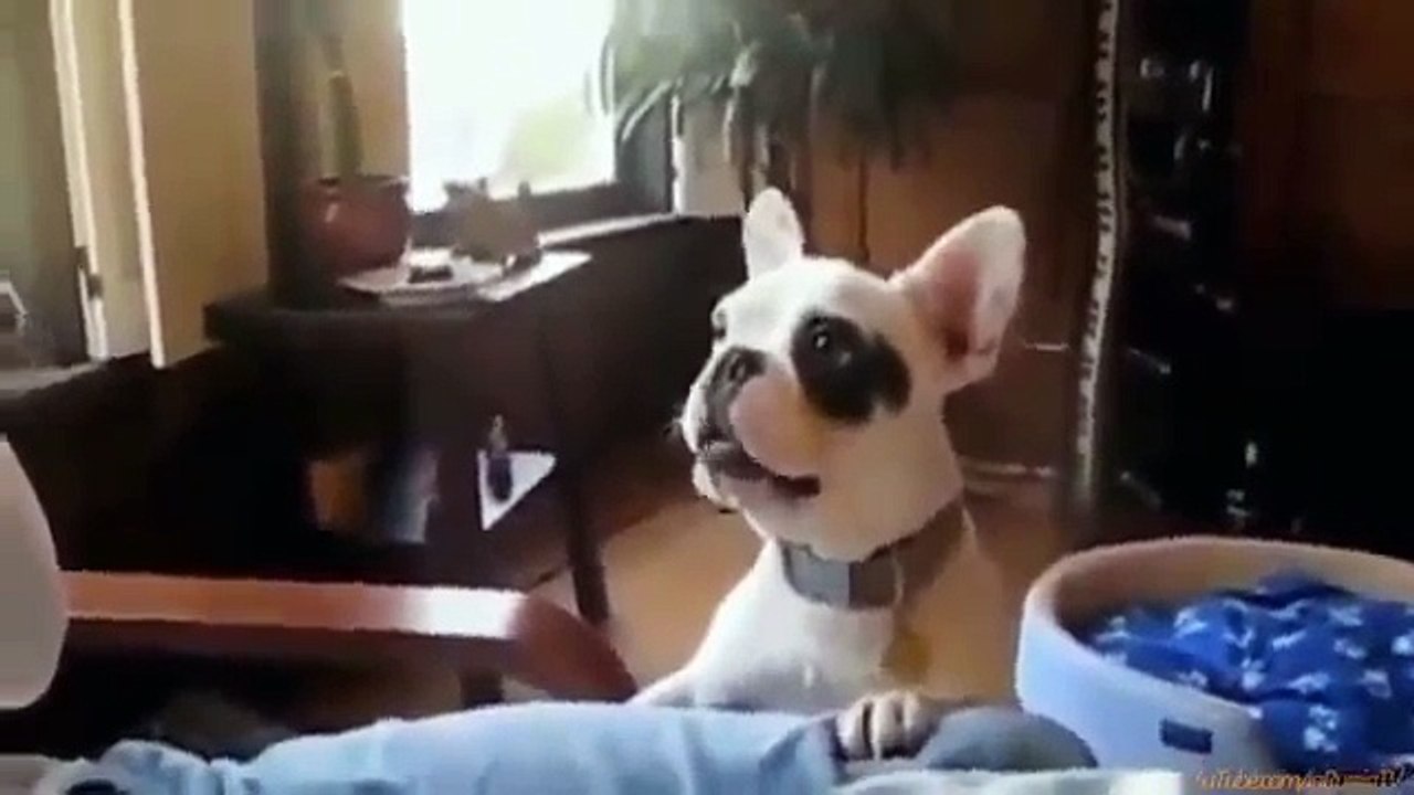 FUNNY VIDEOS_ Funny Cats - Funny Animals - Funny Noises - Funny Cat Videos - Funny Clips