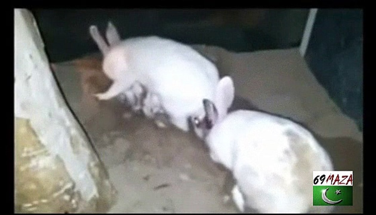 Subhan-Allah How rabbit Protect their baby