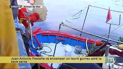 TV3 - Els Matins - Un tauró d'uns 200 quilos a les costes del Mediterrani