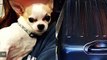TSA Finds Chihuahua Snuck Into Suitcase Without Owner's Knowledge