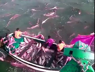 How To Catch Million Fishes In 1 Hour -)