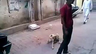 WWE Fight Stunt With Street Dog