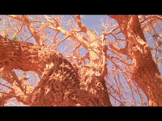 Companion of Prophet Muhammad ﷺ