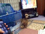 The cat is looking for freinds iPhone Application (pet kitty animal video movie )