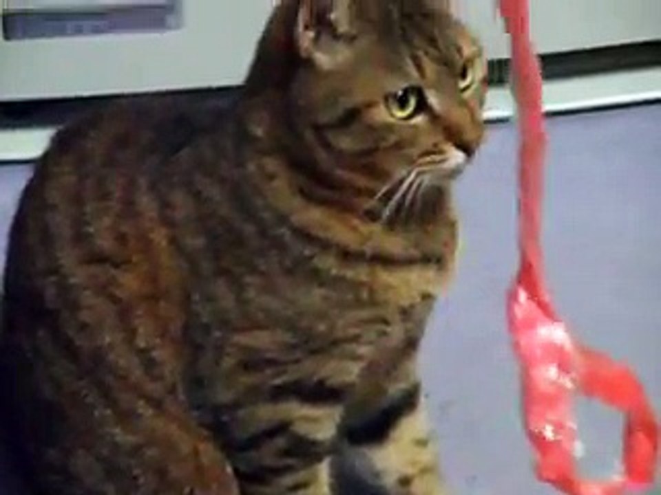 very cute! the funny cat part2 (pet kitty animal video movie )