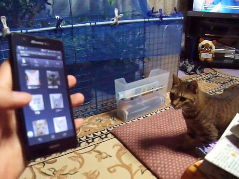 What's that The cat is looking for freinds iPhone (pet kitty animal video movie )