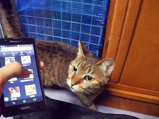 The cat idles away at home by iPhone(pet kitty kitten animal video movie )