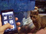 Which is the real voice  The cat is looking for freinds (pet kitty animal video movie )