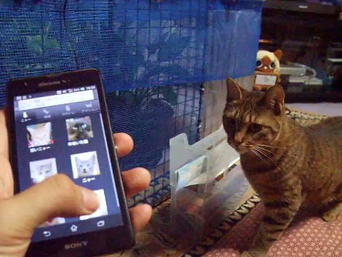 Which is the real voice The cat is looking for freinds (pet kitty animal video movie )