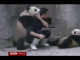 Panda Playing With Their Instructor - SO Cute