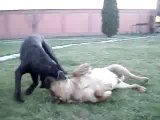 Cane Corso vs Dogo Canario