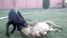 Cane Corso vs Dogo Canario