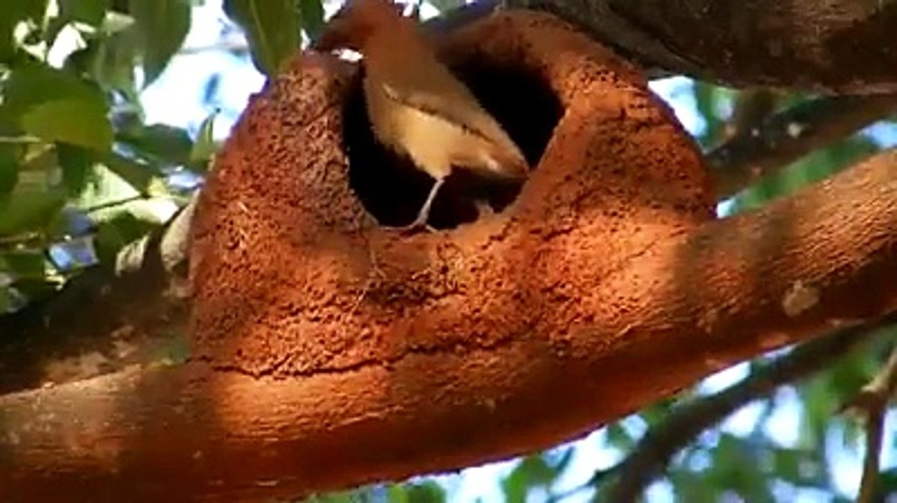 Brid Making Her Nest