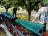 Cherry Harvesting Machine