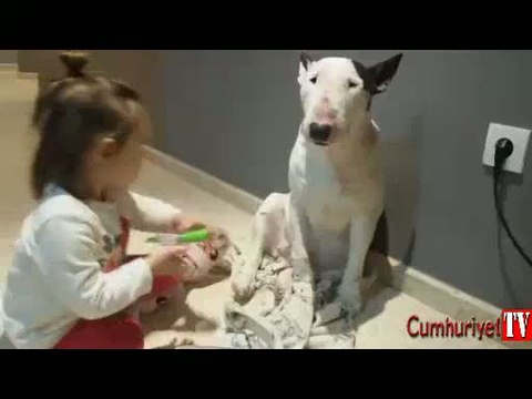 Dogo cinsi köpeği muayene eden ufaklık