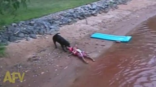 Boğulmak Üzere Olan Çocuğu Köpek Kurtardı