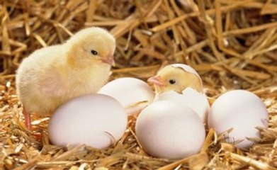 Yeni Doğan Civcivlerin Cinsiyetini Bilene Ayda 13 Bin TL!