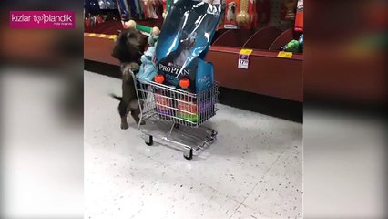 Alışveriş Çılgını Köpek