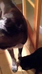 A happy cat find his friend the dog